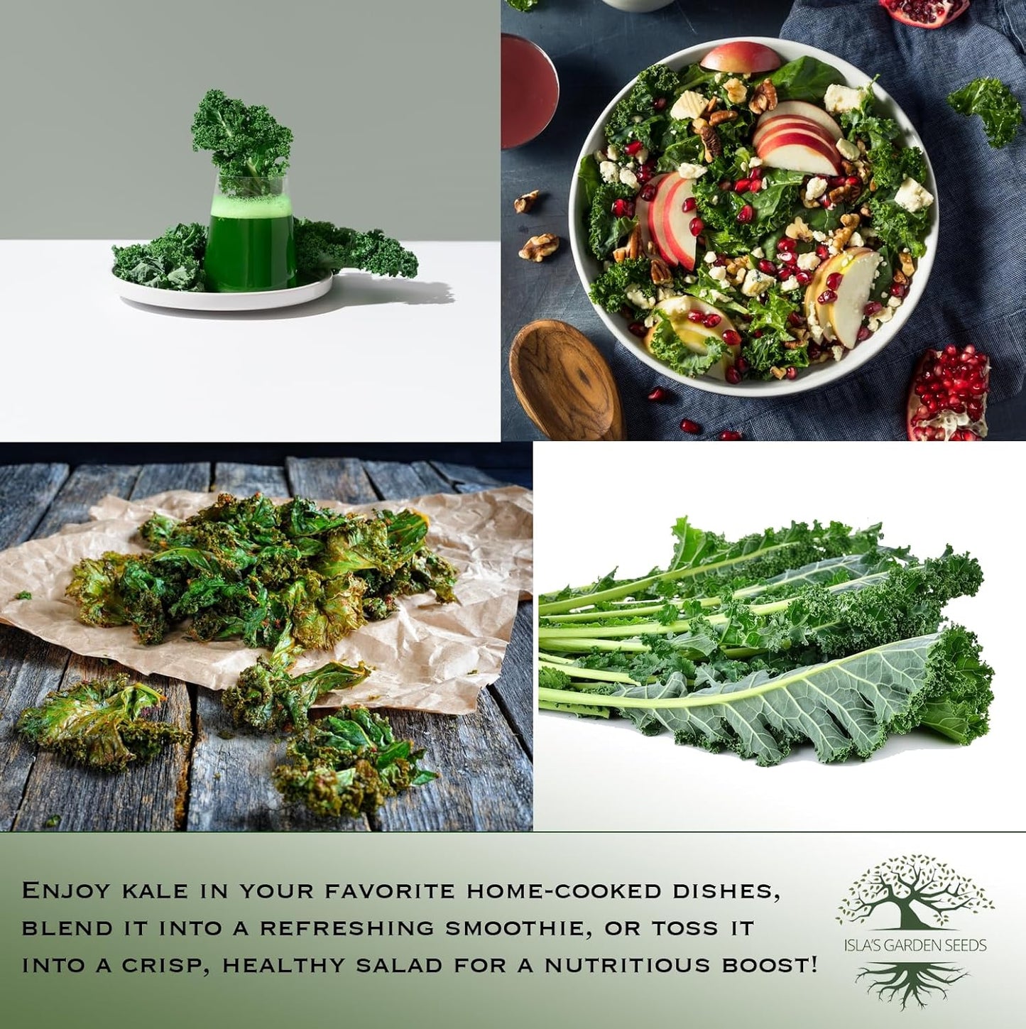 Dwarf Siberian Kale Seeds (Brassica oleracea) – 500+ Non-GMO & Heirloom Seeds for Planting, Cold-Hardy Leafy Green with Tender, Flavorful Leaves, by Isla’s Garden Seeds, Gift Idea