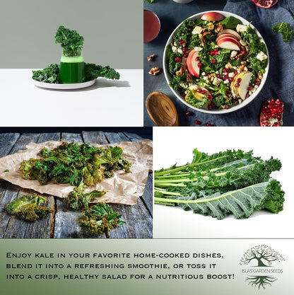Dwarf Siberian Kale Seeds (Brassica oleracea) – 500+ Non-GMO & Heirloom Seeds for Planting, Cold-Hardy Leafy Green with Tender, Flavorful Leaves, by Isla’s Garden Seeds, Gift Idea