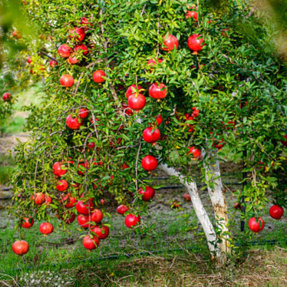 Live Pomegranate 'Wonderful' Plants (Punica Granatum 'Wonderful') - Fruit-Bearing, Drought-Tolerant, Easy to Grow (4 stevia Cups)