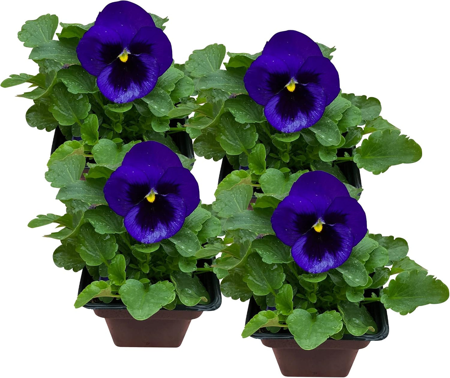 Live Healthy Flowering Pansies - Purple Blotch (4 Plants Per Pack), Beautiful Fall Color, 6" Tall by 4" Wide in 1 Pint Square Pot