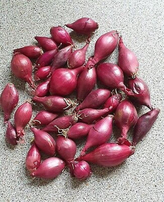 Onion Bulb Sets, Red Onion Sets, 1 Pound, Sold by Weight not by Volume. Onion Bulb Sets to Plant and Grow Onions in Your Home Garden.COOL BEANS n SPROUTS Brand.