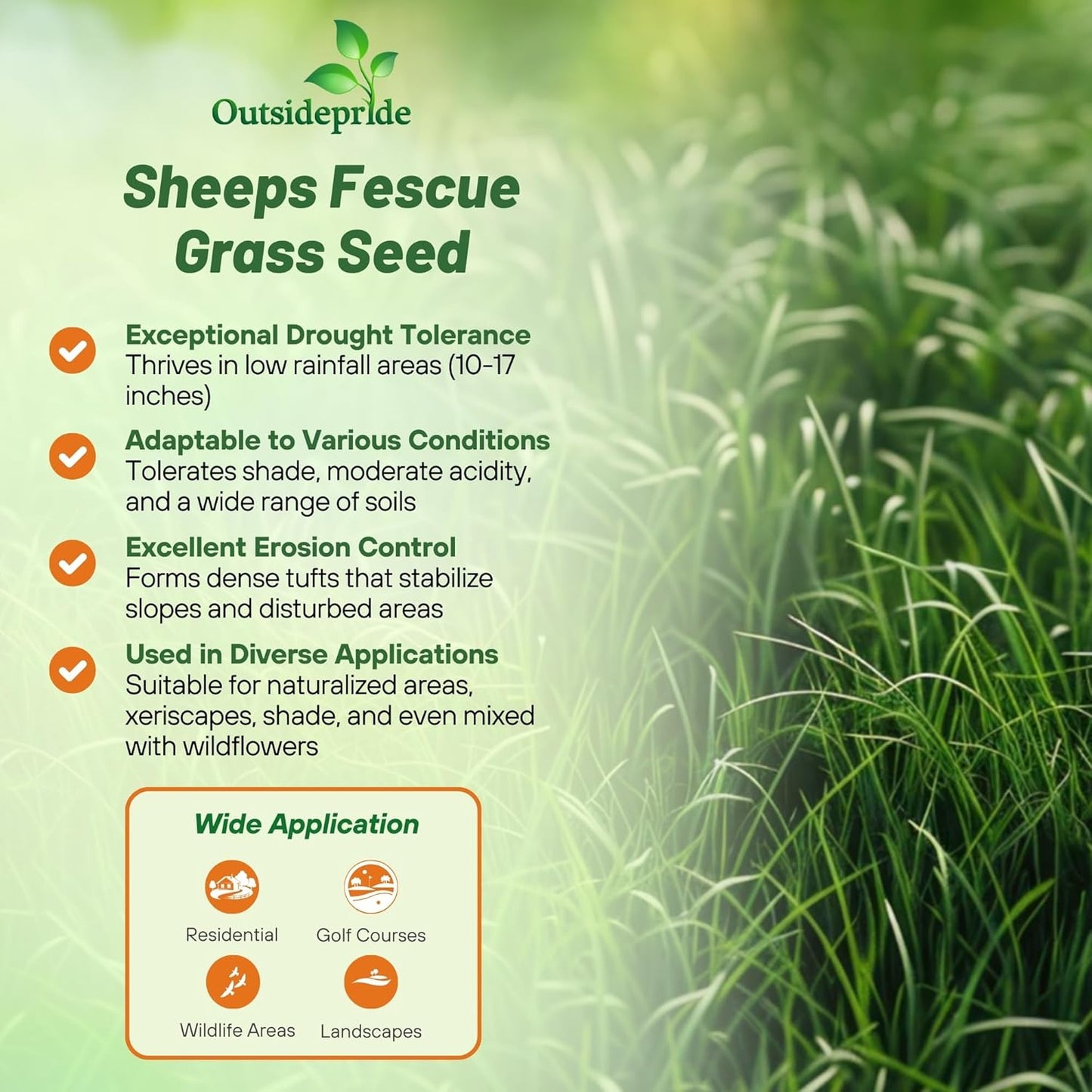 Outsidepride Sheeps Fine Fescue Lawn Grass Seed - 50 Lbs. Perennial Heat & Drought Tolerant Dense, Traffic-Resistant Turf for Shaded Environments w/OptiGrowth Coating for Seed Enhancement