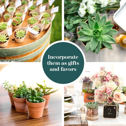 Shop Succulents Verde Succulent Plant Pack Bulk Collection - Live Mini Succulent Plants, Low Maintenance, Mix of Green Succulents & Textures - Wedding and Party Favors, Gift & Garden, Pack of 128