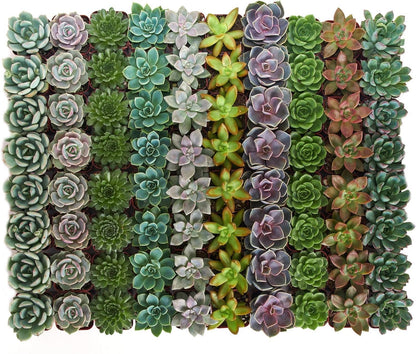 Shop Succulents Rosette Succulent Plant Pack Collection - Live Mini Succulent Plants, Low Maintenance, Floral Shaped Mix of Colors & Textures - Wedding and Party Favors, Gift & Garden, Pack of 256