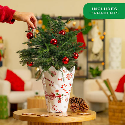 Costa Farms Live Christmas Tree, 18 to 20-Inches Tall, Decorated with Christmas Gift Wrap, Ornaments and Tree-Topper, Fresh From Our Farm