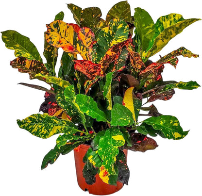 Croton Plants (Magnificent, 3 Gallon/10 Nursery Pot)
