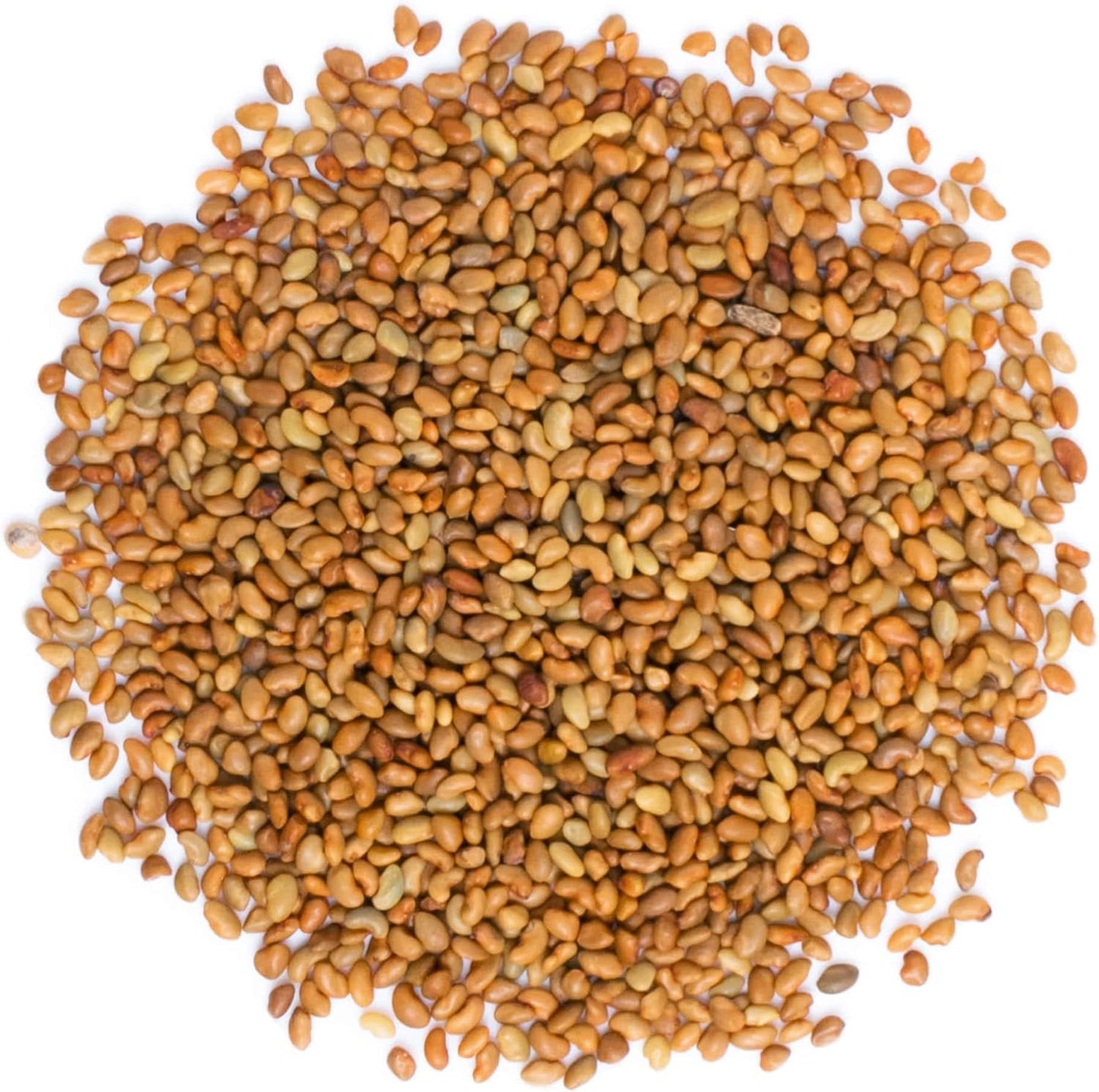 Food to Live - Organic Alfalfa Seeds for Sprouting, 20 Pounds - Non-GMO, Edible Seeds, Pure, Vegan, Kosher, Bulk
