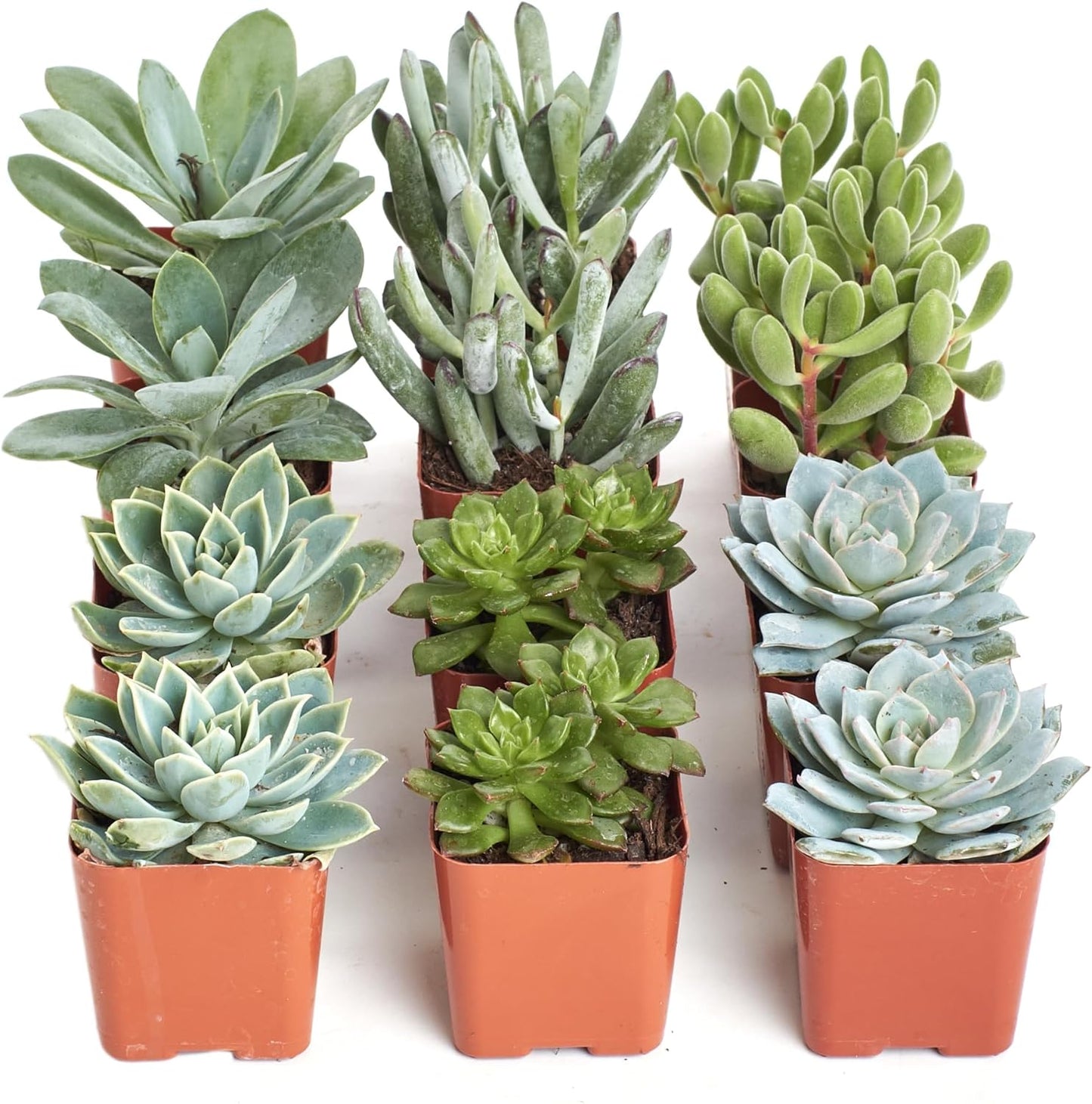 Shop Succulents Blue & Green Succulent Plant Pack Collection - Live Mini Succulent Plants, Low Maintenance, Mixture of Textures - Wedding and Party Favors, Gift & Garden, Pack of 12