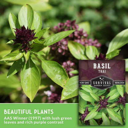 Survival Garden Seeds - Thai Basil Seed for Planting - 1 Packet with Instructions to Plant and Grow Asian Basil Indoors or Outdoors in Your Home Vegetable Garden - Non-GMO Heirloom Variety