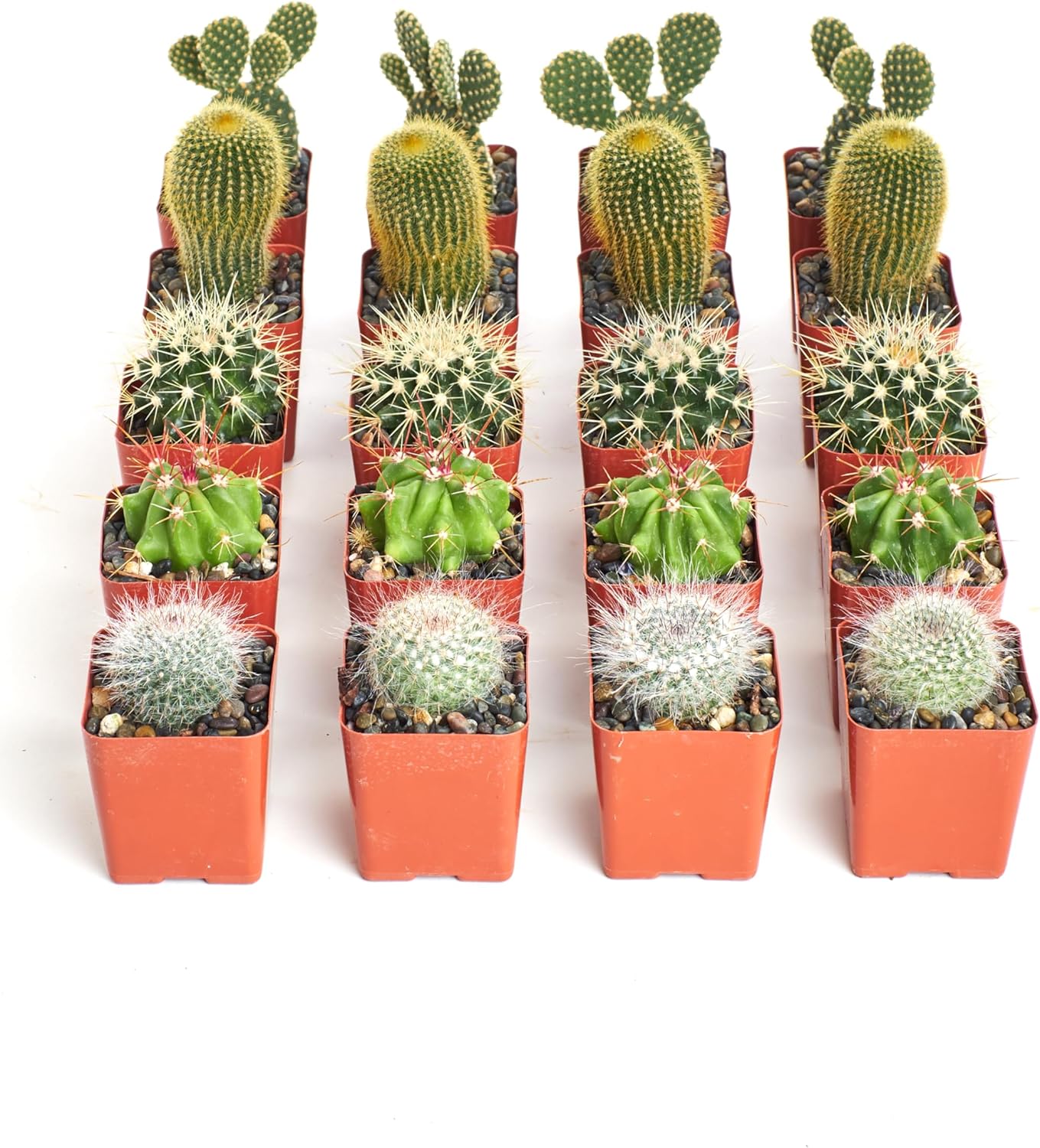 Shop Succulents Premium Live Mini Cactus Plants in Bulk 2" Pots, Easy Care Indoor or Outdoor Gardening, Terrariums, Favors, & Contemporary Spaces with Hardy, Resilient Varieties, Pack of 40