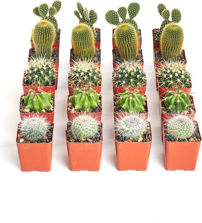 Shop Succulents Premium Live Mini Cactus Plants in Bulk 2" Pots, Easy Care Indoor or Outdoor Gardening, Terrariums, Favors, & Contemporary Spaces with Hardy, Resilient Varieties, Pack of 64