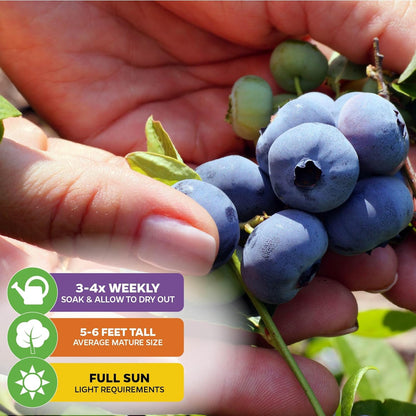 Wellspring Gardens Blueberries Live Plants - Blueberries Starter Plants - Garden Starter (Darrow 2-Pack, Blueberry)
