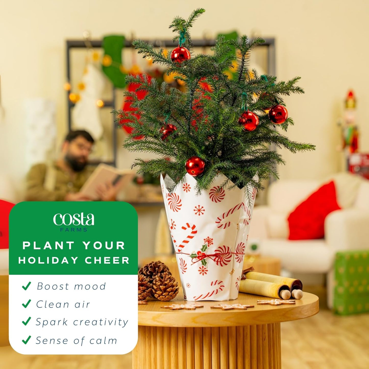 Costa Farms Live Christmas Tree, 18 to 20-Inches Tall, Decorated with Christmas Gift Wrap, Ornaments and Tree-Topper, Fresh From Our Farm