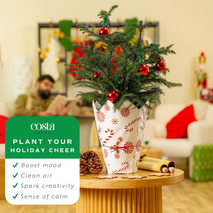 Costa Farms Live Christmas Tree, 18 to 20-Inches Tall, Decorated with Christmas Gift Wrap, Ornaments and Tree-Topper, Fresh From Our Farm