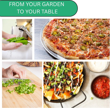 Woods Creek Seeds: Jalapeño TAM Hot Pepper Seeds for Planting - Over 180 Heirloom Non-GMO Jalapeno Seeds for Planting - Beginner Friendly Jalapeno Pepper Seed Pack for Indoor, Outdoor & Home Garden