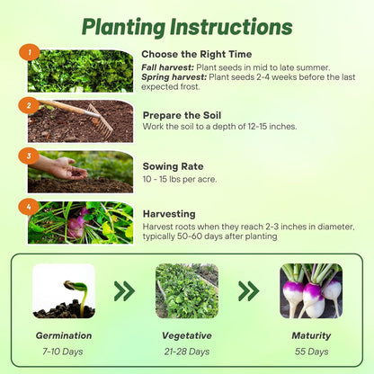 Outsidepride Purple Top Turnip Seeds - 50 Lbs High-Yield, High Protein Turnip Seed, Ideal Cover Crop, for Forage, Grazing Livestock, High Energy Deer Food Plot & Soil Improvement