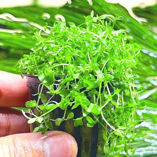 Greenpro | Pearl Weed Hemianthus Micranthemoides Potted US Farm Live Aquarium Plants Midground for Fish Tank Decoration