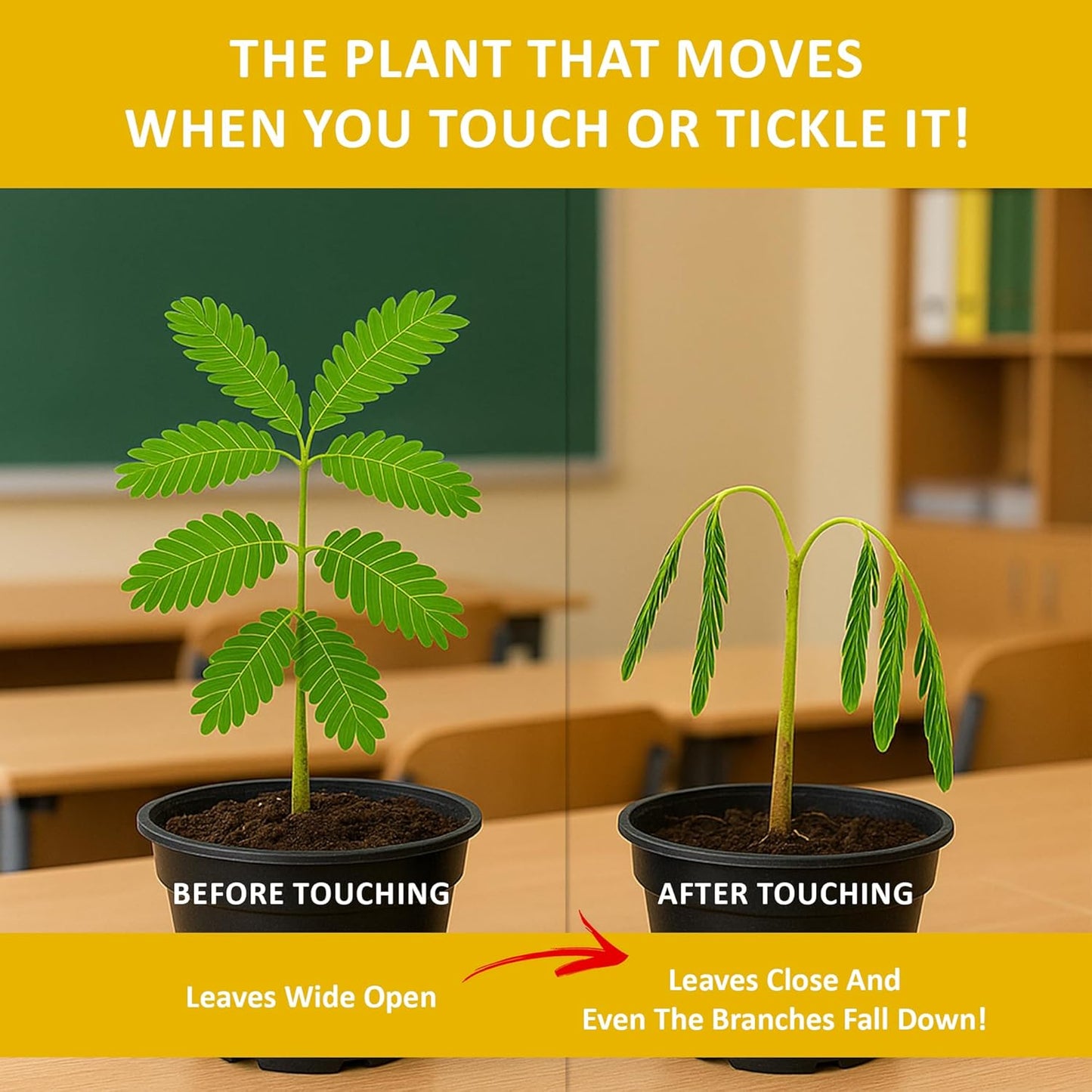 Zombie Plant Seed Packets – Grow a Live Sensitive Plant That Plays Dead When Touched! Indoor Plant Seeds & Educational STEM Activity | House Plant Seeds | Unique Garden Seeds – 2 Pack
