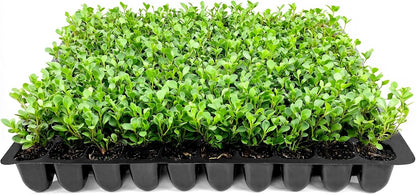Wintergreen Boxwood | 20 Live Plants | Buxus Microphylla | Evergreen Shrub, Dense Foliage, Formal Garden, Low Maintenance, Privacy Hedge, Year-Round Interest, Landscaping Shrub