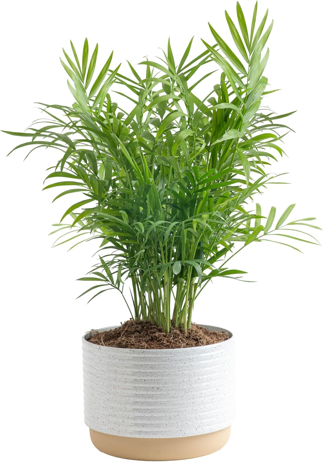 Costa Farms Parlor Palm, Neanthebella Tropical Live Plant, Easy to Grow Palm Houseplant Potted in Décor Plant Pot, Unique Plant Lover Gift, Living Room Home and Office Décor, 1 Foot Tall
