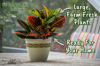 Croton Plants (Petra, 1 Gallon/6" Nursery Pot)
