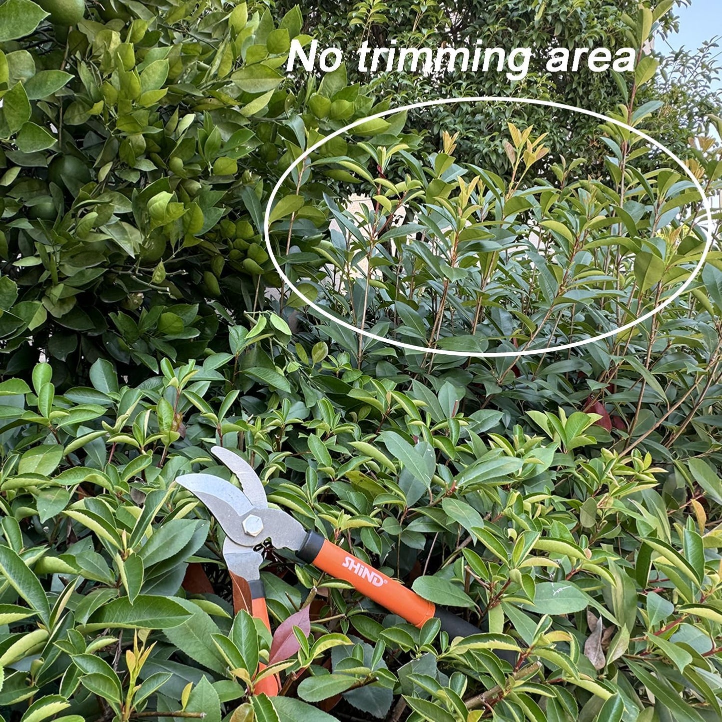 SHIND Lopper Heavy Duty Branch Cutter Tree Clippers with Compound Action, Chops Thick Branch Ease, Garden Loppers Pruning, 15 Inch Tree Trimmer with 1.6” Clean Cut Capacity (15 Inch）