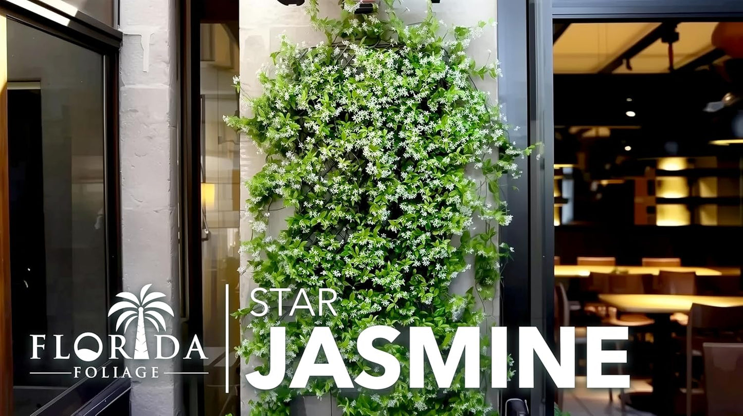 Star Jasmine | 40 Live Plants | Trachelospermum Jasminoides | Fragrant Blooming Evergreen Vine, Low Maintenance, Climbing, White Flowers, Attracts Pollinators, Drought Tolerant