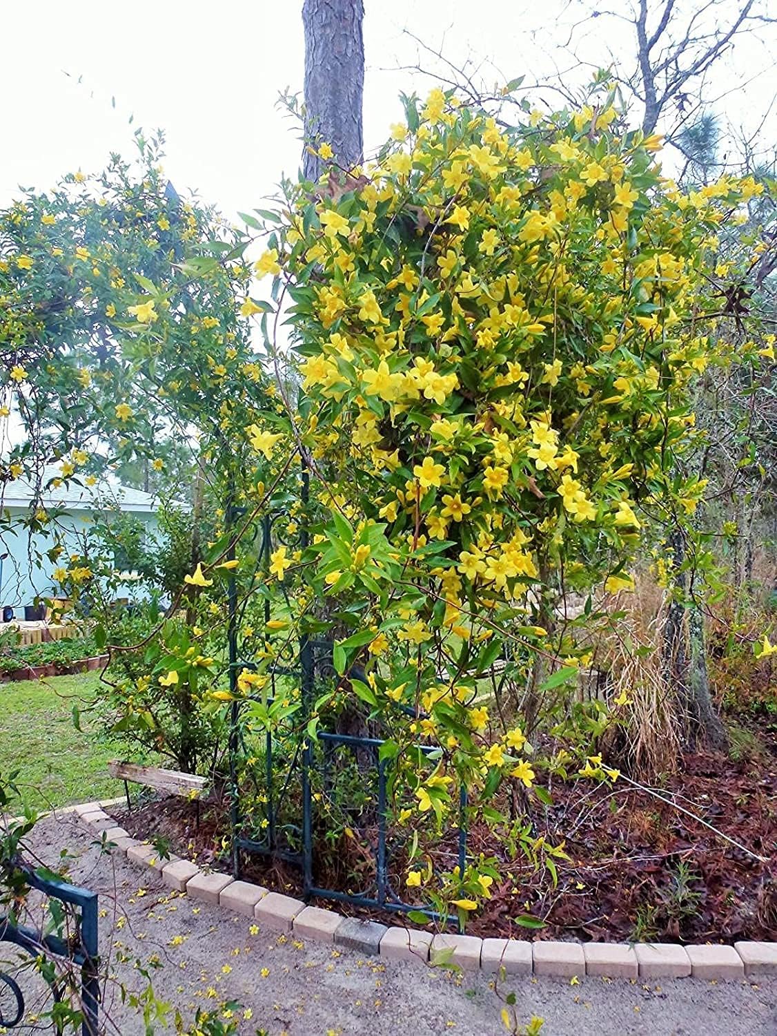 Carolina Jasmine | 2 Large Gallon Size Plant | Gelsemium Sempervirens | Fragrant Yellow Blooms, Evergreen Vine, Low Maintenance, Fast Growing, Climbing, Attracts Pollinators, Garden Trellis