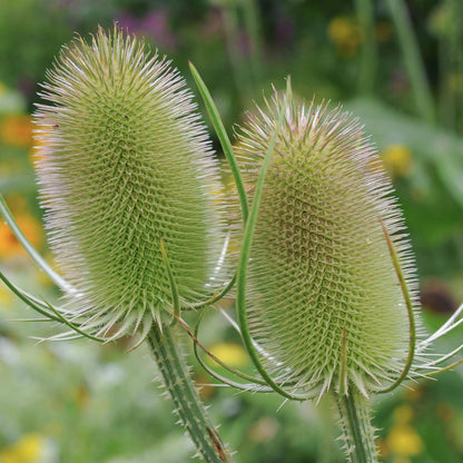 Outsidepride Teasel Seeds - 1000 Pcs. Biennal, Low Maintenance & Drought Tolerant, Flower Seeds for Planting Tall, Comb-Like Lilac Blooms for Cut Flower Arrangements & Pollinator Gardens