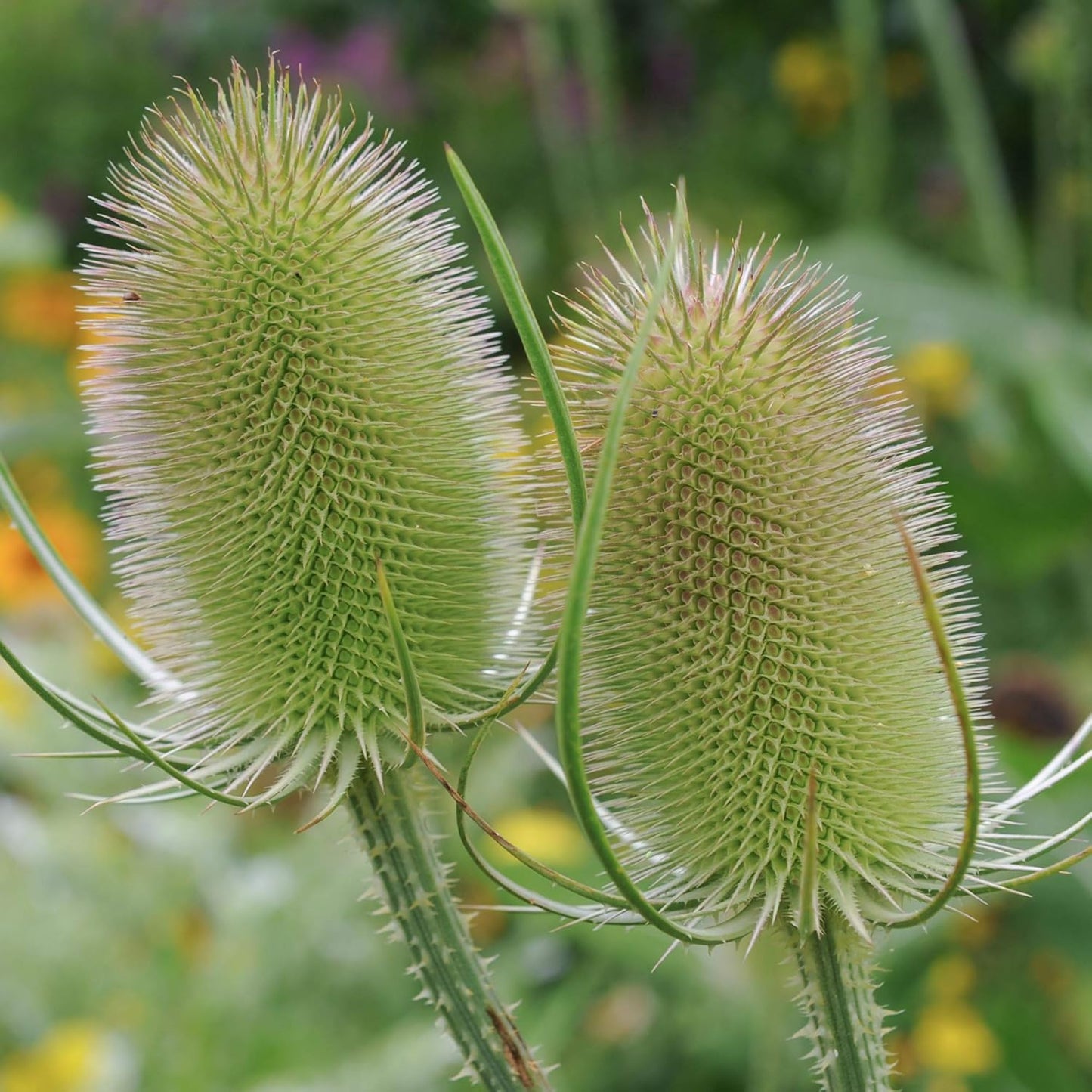 Outsidepride Teasel Seeds - 2000 Pcs. Biennal, Low Maintenance & Drought Tolerant, Flower Seeds for Planting Tall, Comb-Like Lilac Blooms for Cut Flower Arrangements & Pollinator Gardens