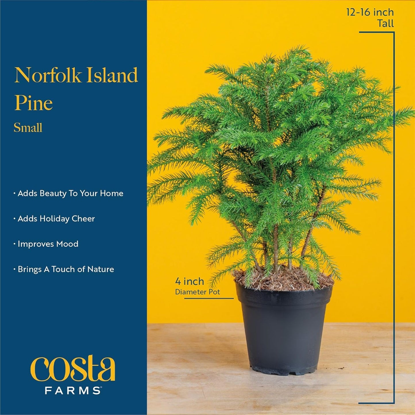 Costa Farms Norfolk Island Pine, Live Christmas Tree Plant in Holiday Decorative Plant Pot, Includes Decoration, Indoor Houseplant, Home, Room, or Office Decor, Christmas Gift, 10-14 Inches Tall