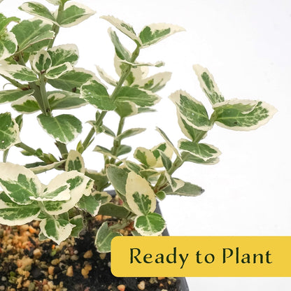 4 Emerald Gaiety Euonymus in 3.5" Nursery Cubes | Euonymus fortunei ‘Emerald Gaiety’ | Live Plants | Variegated Evergreen Shrub for Borders, Groundcover & Containers