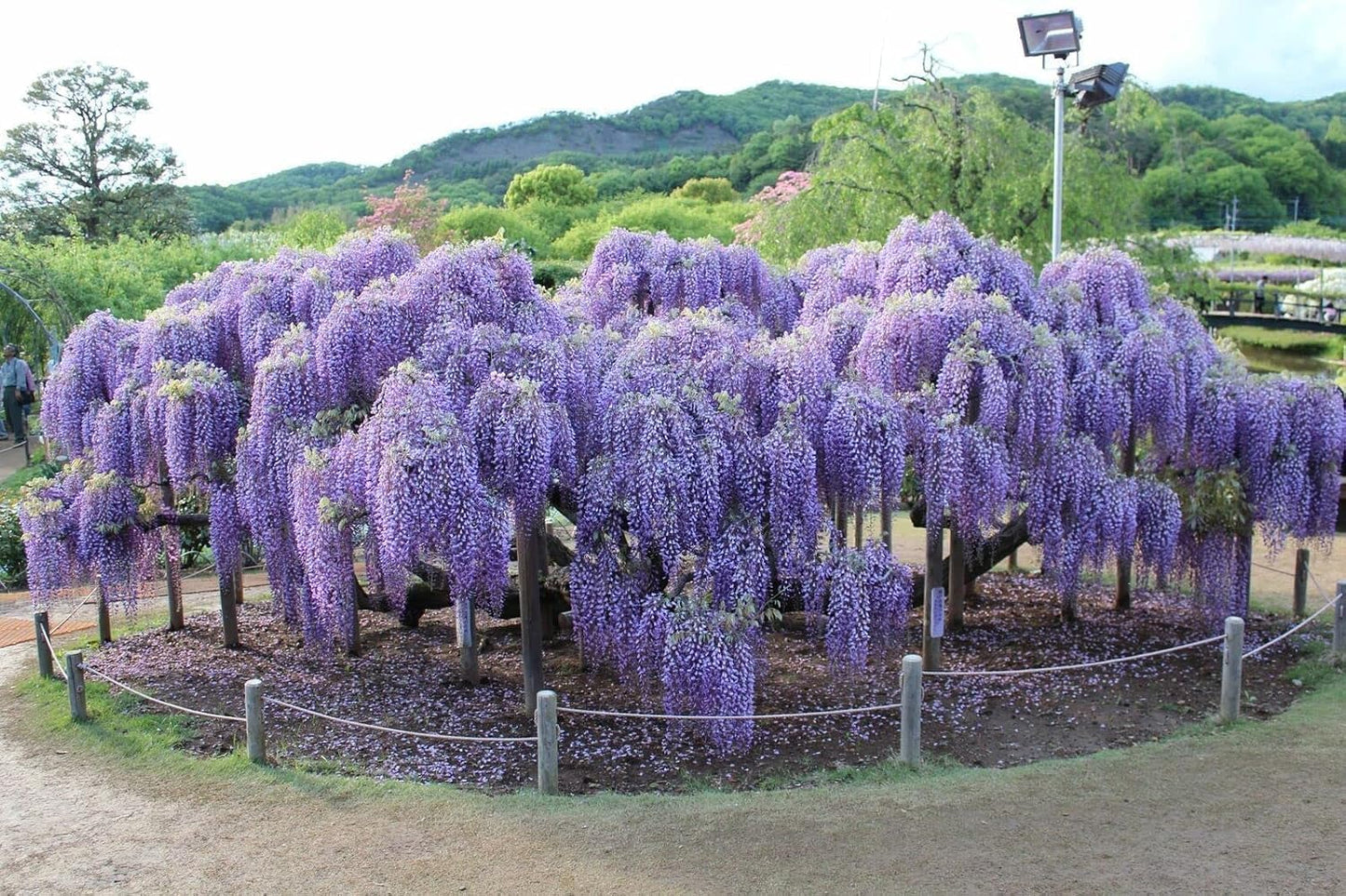 2 Blue Flowering Chinese Wisteria Vines - 6-12" Tall Live Plants - Wisteria Seedlings - Wisteria sinensis - (2 Pack)