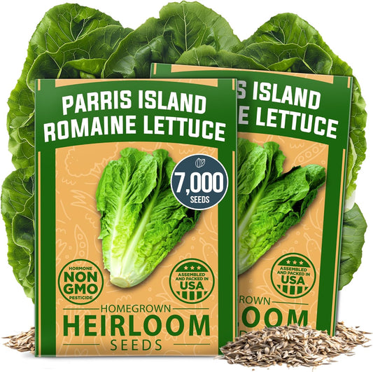 HOME GROWN Romaine Lettuce Seeds, Paris Island Bulk Pack, 7000+ Lettuce Seeds for Planting, High Germination Heirloom 𝗡𝗢𝗡-𝗚𝗠𝗢 𝗨𝗦𝗔 Vegetable Seeds,Works Indoor in Hydroponic Garden and Outdoor