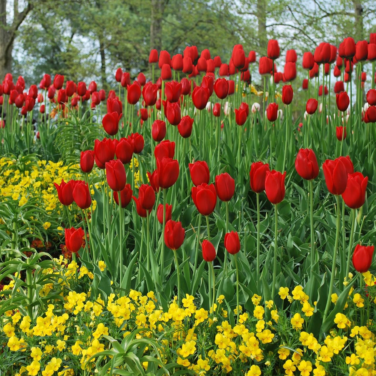 Giant Red Darwin Hybrid Tulips- 10 Bulbs – Premium Perennial Blooms | Tall, Vivid Scarlet Red Spring Flowers – Long-Lasting, for Outdoor Gardens & Fresh Cut Bouquets – Hardy Zones 3–8 (10 Bulbs)
