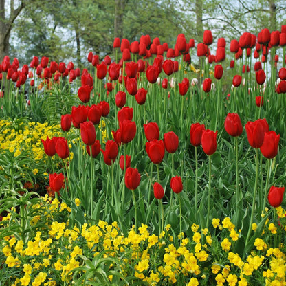 Giant Red Darwin Hybrid Tulips- 10 Bulbs – Premium Perennial Blooms | Tall, Vivid Scarlet Red Spring Flowers – Long-Lasting, for Outdoor Gardens & Fresh Cut Bouquets – Hardy Zones 3–8 (10 Bulbs)