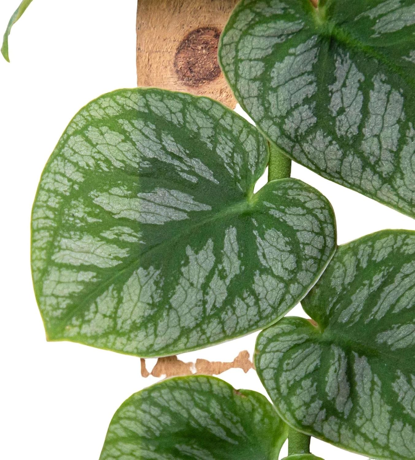 Monstera Dubia Live Plant for Indoor | Different Houseplants in 4'' & 6'' Pot | Real House Plant for Living Room, Office, Desk & Bathroom | Shingle Plant
