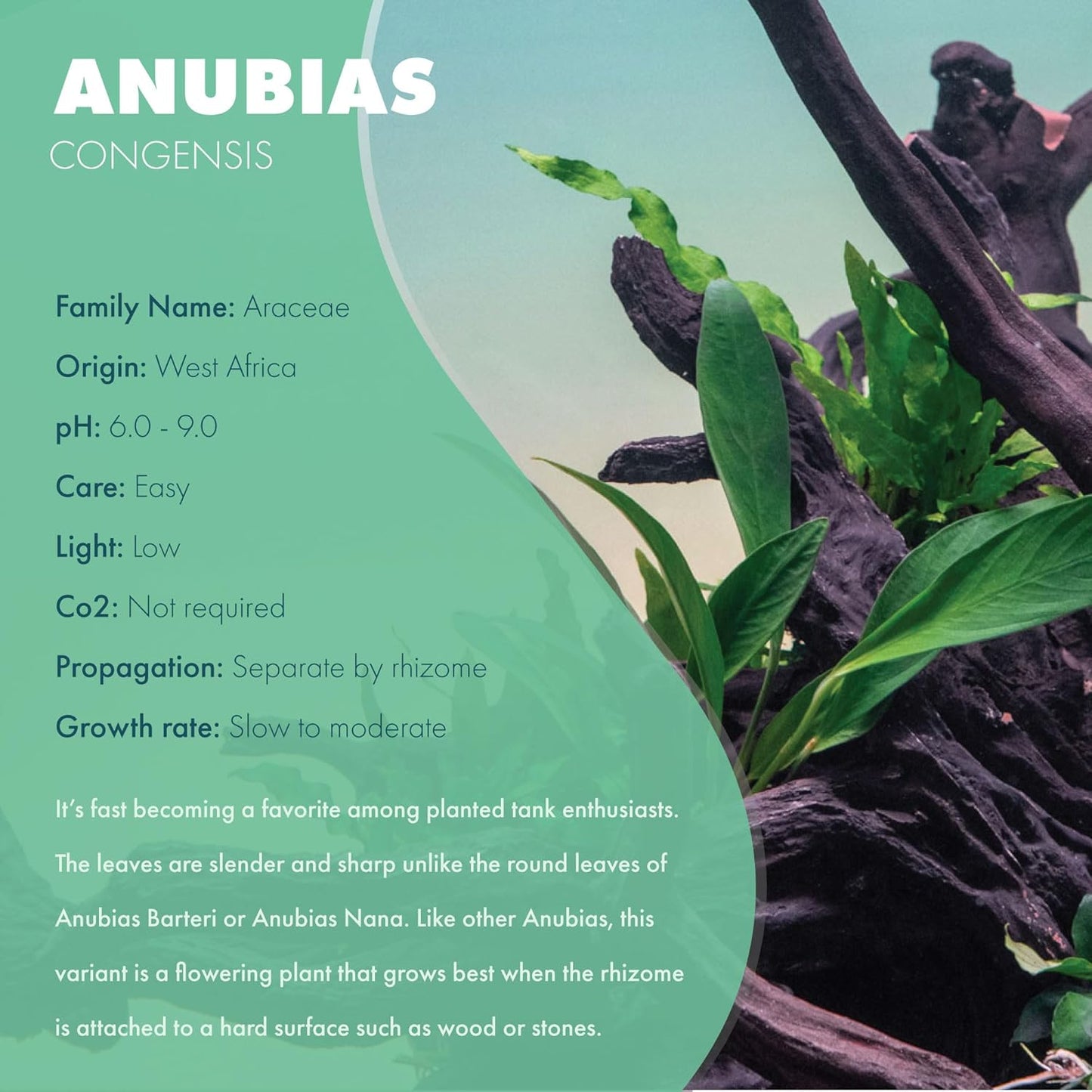 SubstrateSource Anubias Live Aquarium Plants - Potted Freshwater Plant for Fish Tanks, Terrariums - Beginner Friendly Low Light (Congensis, 5 Pots)