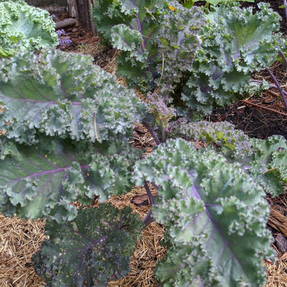 Todd's Seeds Red Russian Kale Seed - 1 Pound
