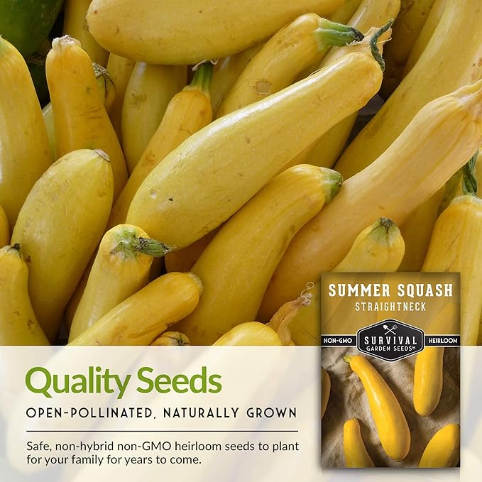 Survival Garden Seeds - Straightneck Summer Squash Seed for Planting - 5 Packs with Instructions to Plant and Grow Yellow Squash in Your Home Vegetable Garden - Non-GMO Heirloom Variety