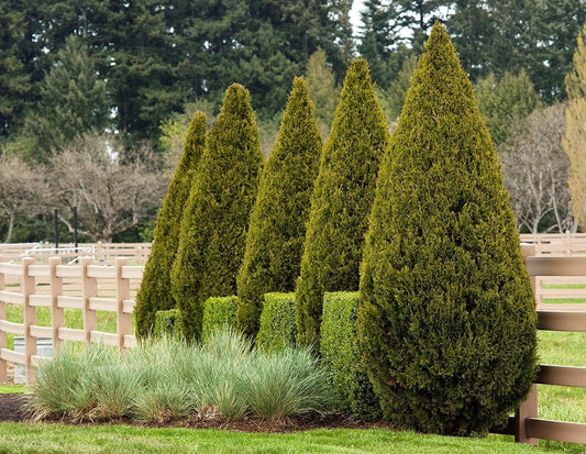Spartan Juniper | 30 Live Trees | Juniperus Chinensis | Evergreen Privacy Screening Plant