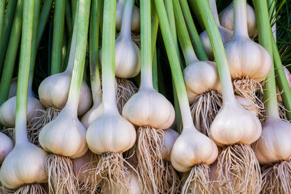 Garlic Bulbs for Seed - Fresh California SOFTNECK Garlic for Planting - Grow Your Own Garlic (5 Bulbs)
