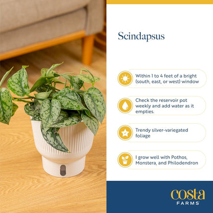 Costa Farms Scindapsus Mount Salak Live Plant in Self Watering Pot, Indoor Houseplant, Perfect for Home, Room, or Office Decor, Great House Warming or Birthday Gift, 12-14 Inches Tall
