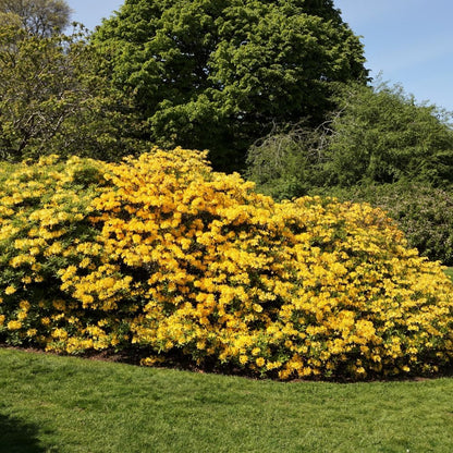 Yellow Rhododendron Plant Live – 1 Gallon Flowering Shrub for Gardening