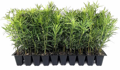 Podocarpus Macrophyllus Japanese Yew | 50 Live Plants | Podocarpus macrophyllus | Privacy Hedge Shrub | Evergreen Landscaping Plants for Gardens & Borders