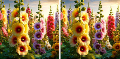 Seeds Hollyhock Seed Mix Malva 30+ Seeds for Planting Showy Perennial Flower Multicolor Mixture (Pack of 2)