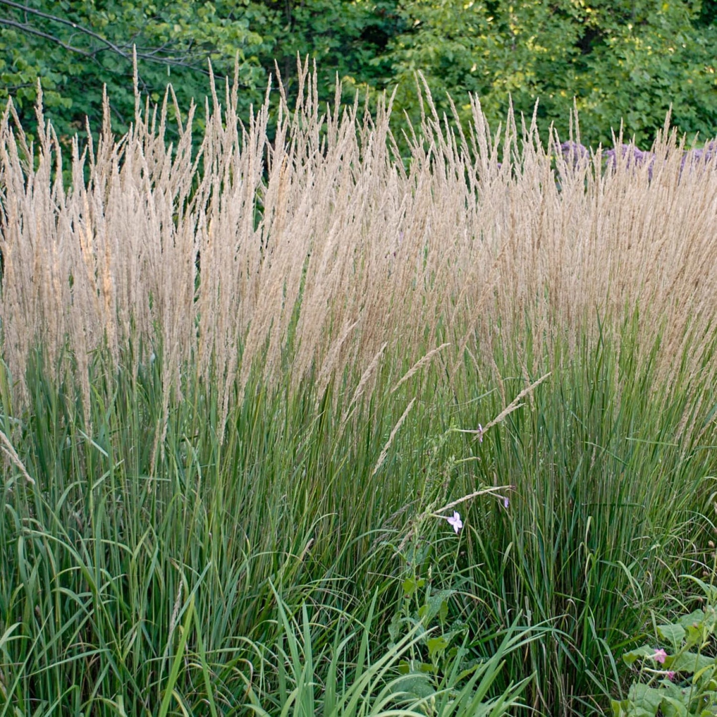 Direct Gardening Karl Forester Ornamental Starter Grass Plant, 1 per Offer