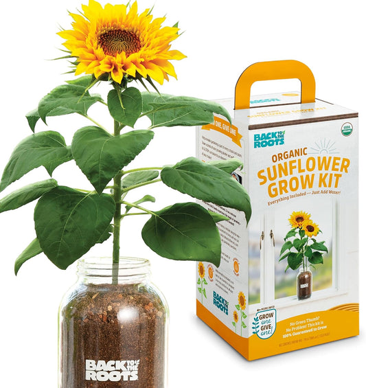 Back to the Roots Sunflower Organic Windowsill Planter Kit - Grows Year Round, Includes Everything
