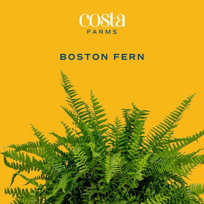 Costa Farms Boston Fern Live Plant in Plastic Pot, Air Purifying Large Indoor & Outdoor Houseplant, Perfect for Home, Room, or Office Decor, Great House Warming or Birthday Gift, 2-3 Feet Tall