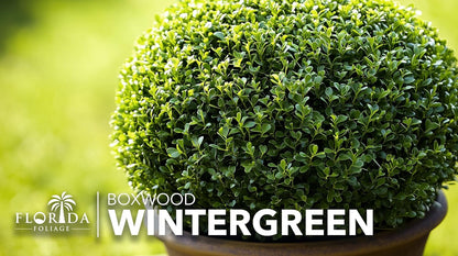 Wintergreen Boxwood | 40 Live Plants | Buxus Microphylla | Evergreen Shrub, Dense Foliage, Formal Garden, Low Maintenance, Privacy Hedge, Year-Round Interest, Landscaping Shrub